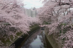 神田川桜.JPG