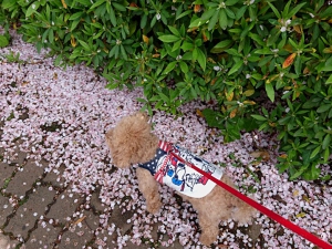 じゅうたん桜.JPG
