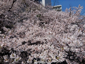 桜２０１９年４月.JPG