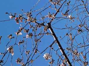 2020さくら３月１２日.JPG