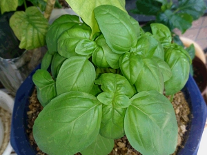 バジル.JPG