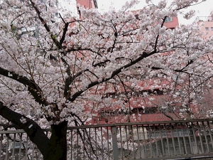 桜2021年3月20日.JPG