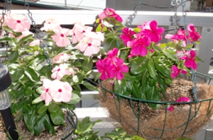 9月１３日 007.JPG