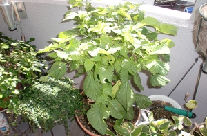 9月１３日 003.JPG