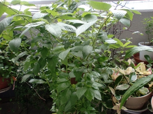 2009-01-01 00.01.54.jpg